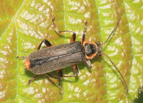 Réf. 326 040 : Cantharis sp.